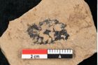 Foto (Detailansicht) von Sequoia hardtii Endl. (NHMW-GEO-2024-0188-8242)